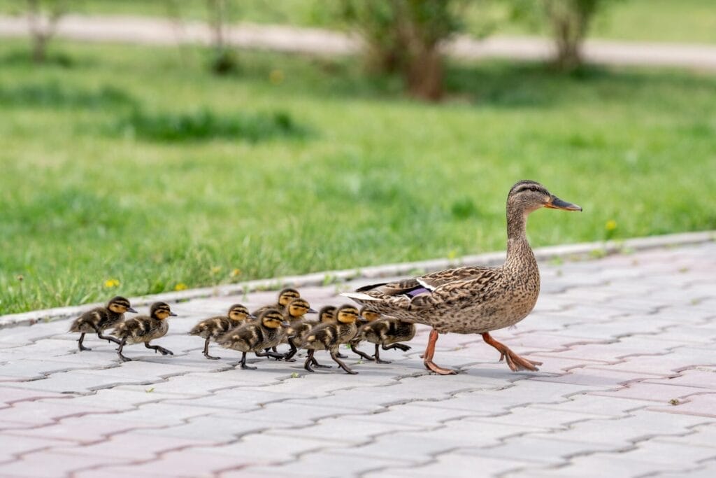 A duck with ducklings crosses the road.